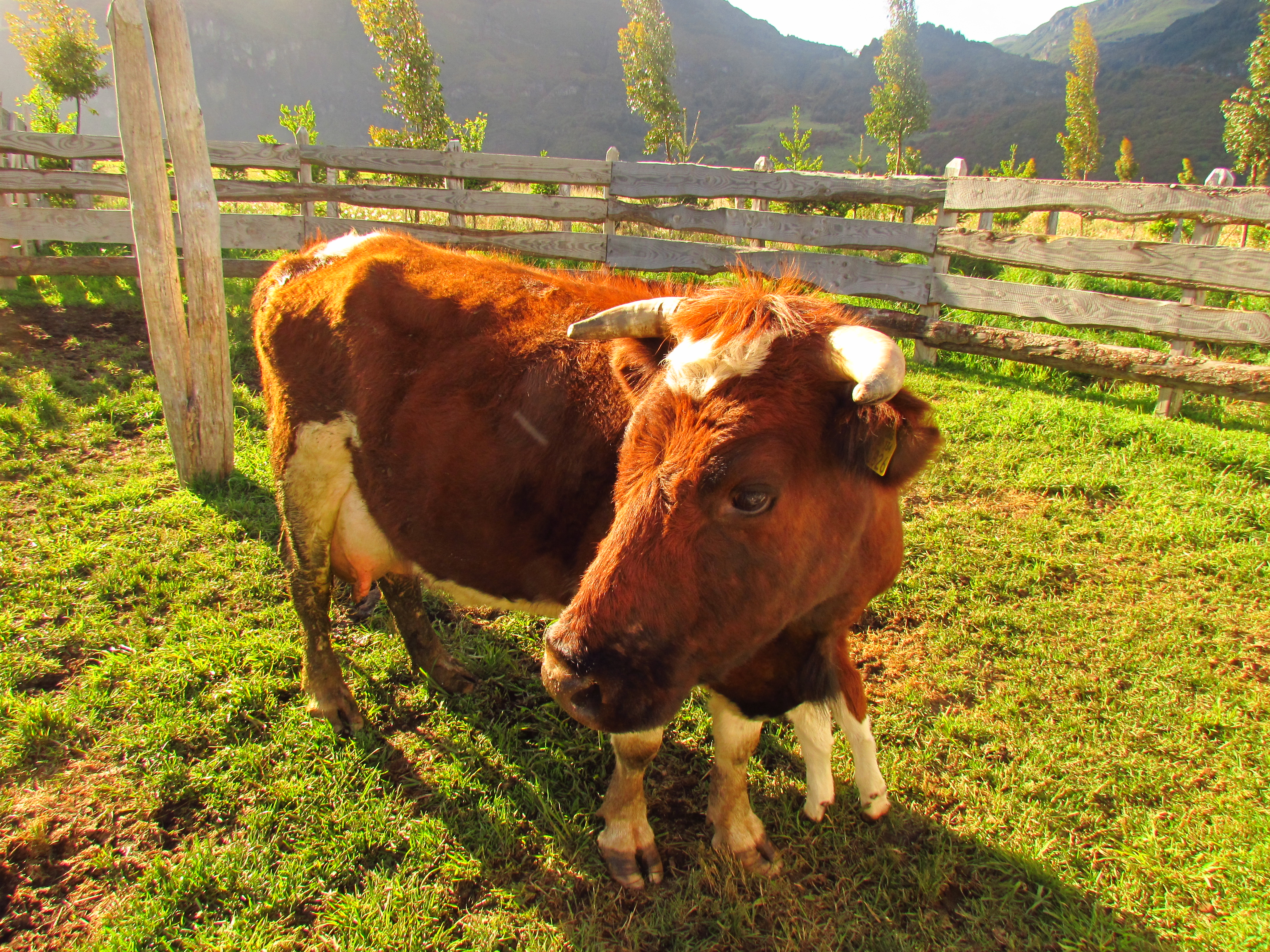 Vaca lechera en el Fundo La Pampita, Patagonia chilena
